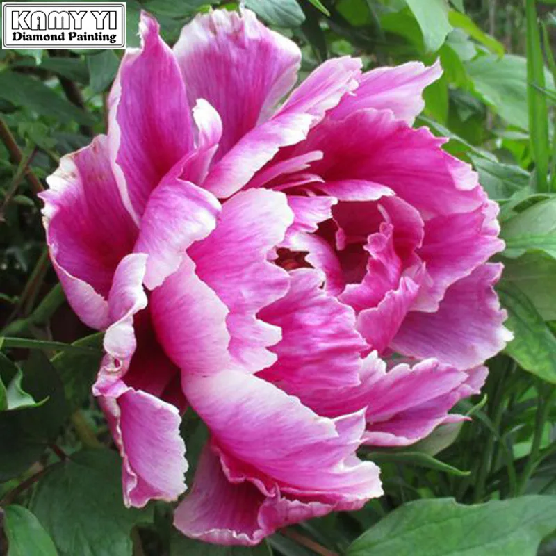 ed13ef3b6f2017fc92180e23fe67a286--flower-power-diaries