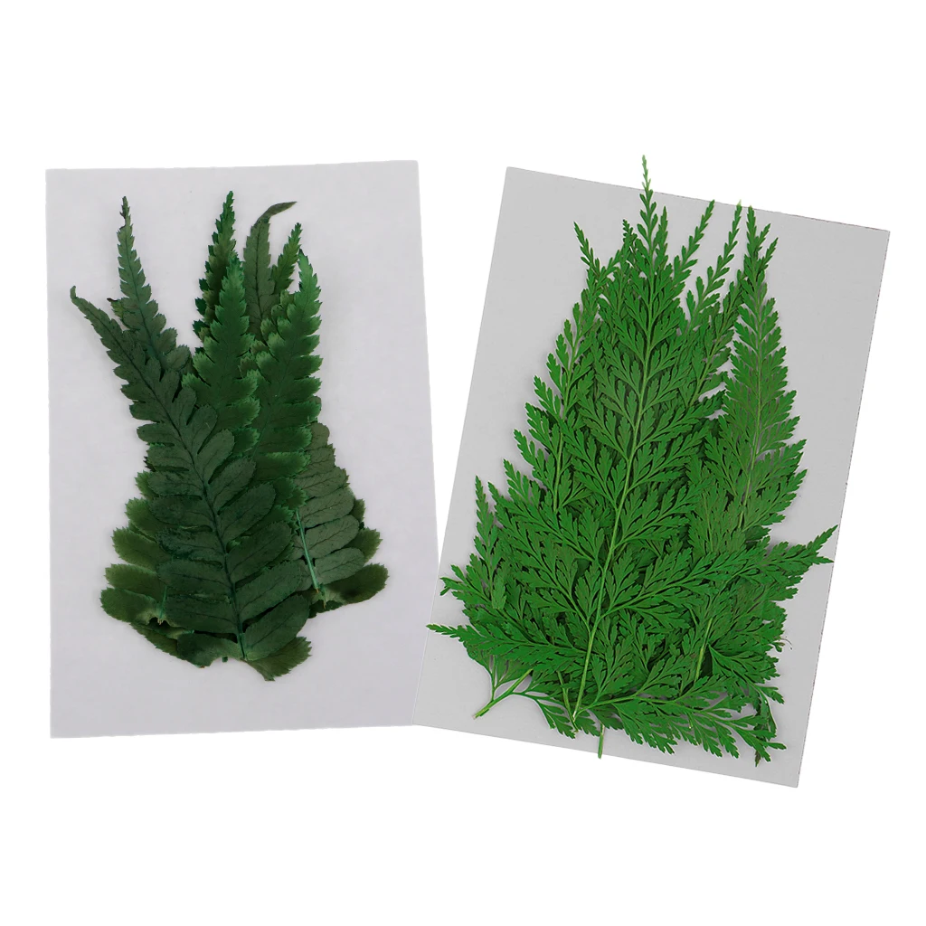 22 Pieces Pressed Fern Leaves Natural Dried Flowers DIY Scrapbooking Crafts