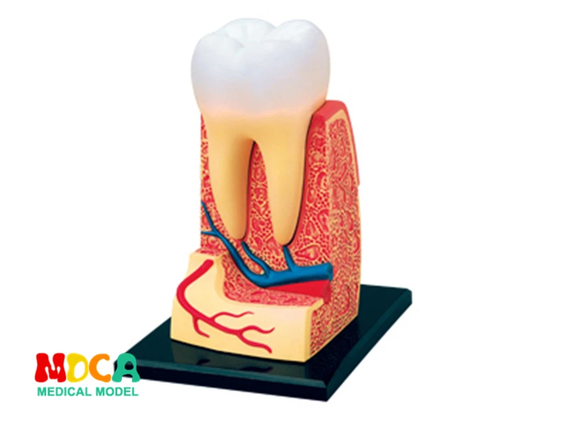 Зуб 4d мастер головоломка сборная игрушка человеческого тела анатомическая модель для медиков обучающая модель