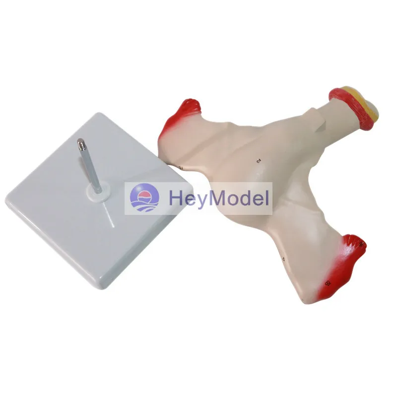 Женская модель матки HeyModel|uterus|uterus model |
