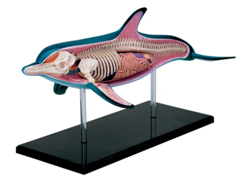 4D анатомическая модель дельфина детская головоломка с животными сборная игрушка