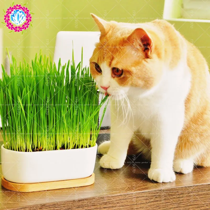 

50pcs/bag bonsai Cat wheat A kind of Cat food grass orangic grain cereals cropper plants perennial herb for home garden
