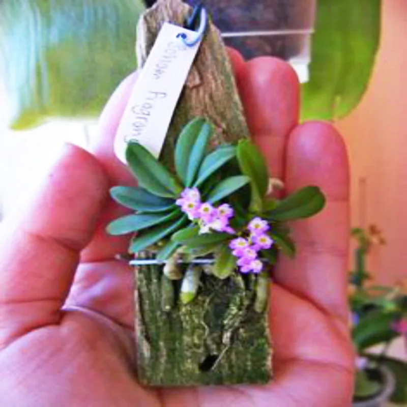 Imballaggio 100 pz piante di Orchidee rare e mini ...