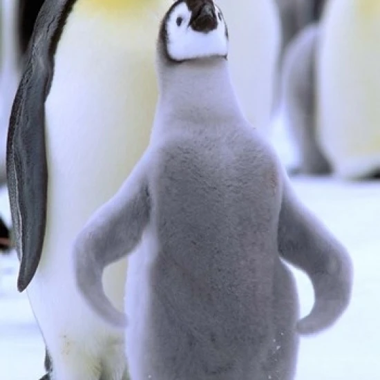 Emperor Penguin with Chick  Atka Bay  Weddell Sea  Antarctic Peninsula  Antarctica Print by Pete Oxford (11 x 17)