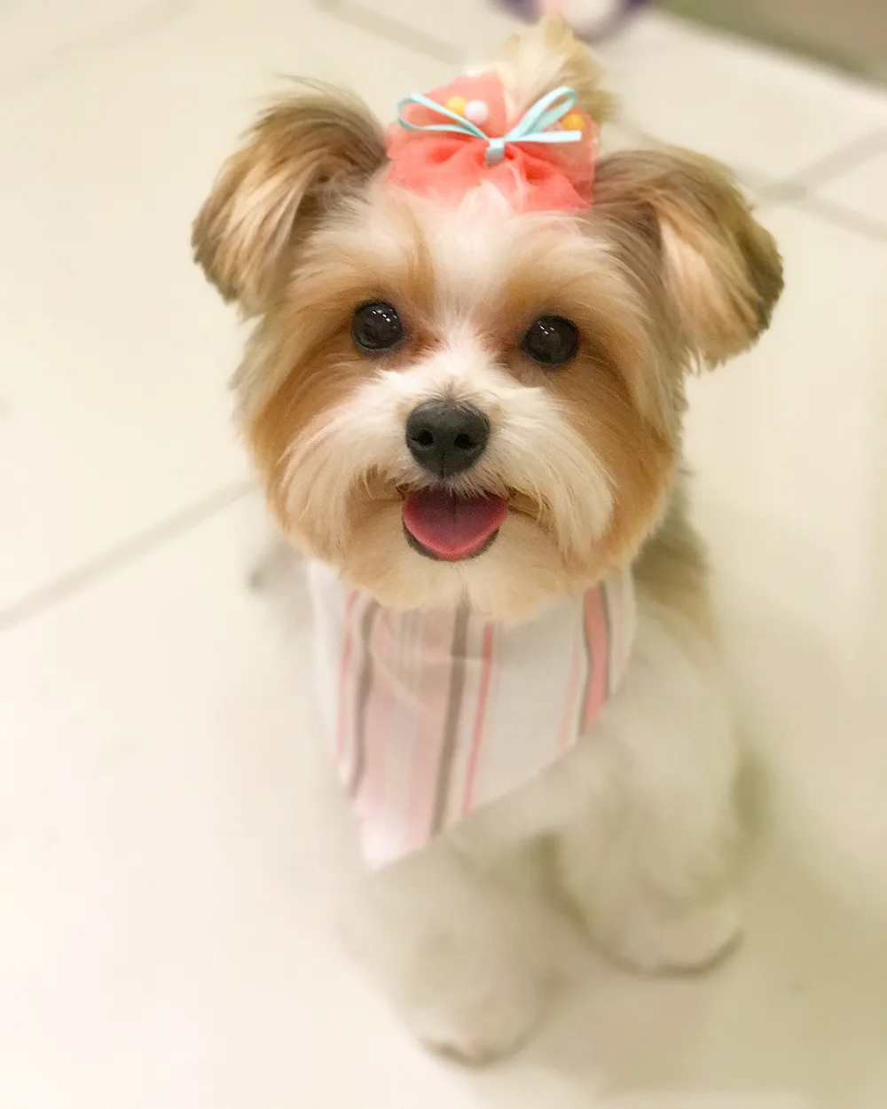 Банты для собак из полиэстера с жемчугом 50 шт.|dog hair bows|pet dog hairdog |
