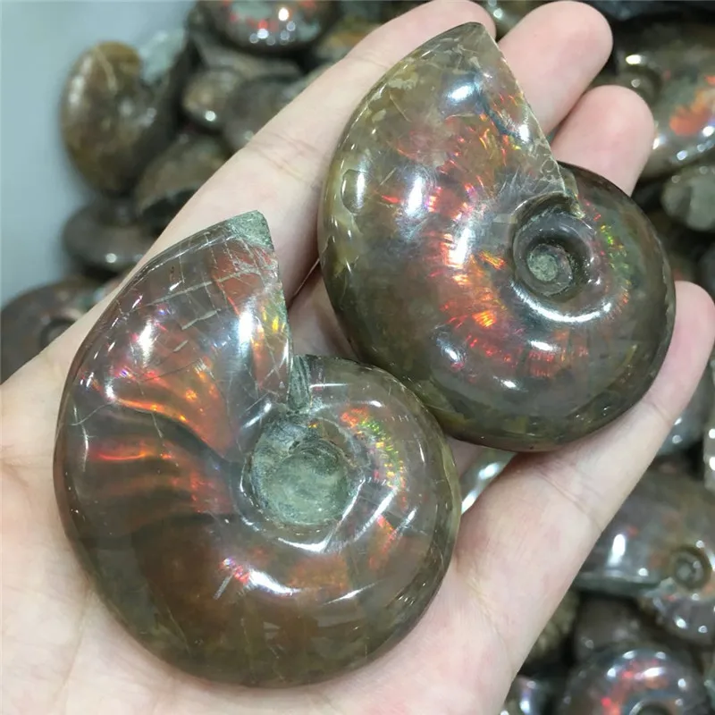 Природный природный Аммонит Fossil Facet fossimen Madagascar Stone Gem Collectibles значительные