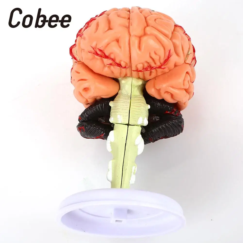  School Educational Model Medical Teaching Model Brain Anatomy Model 4D Detachable Visual Scientific - 32903818143