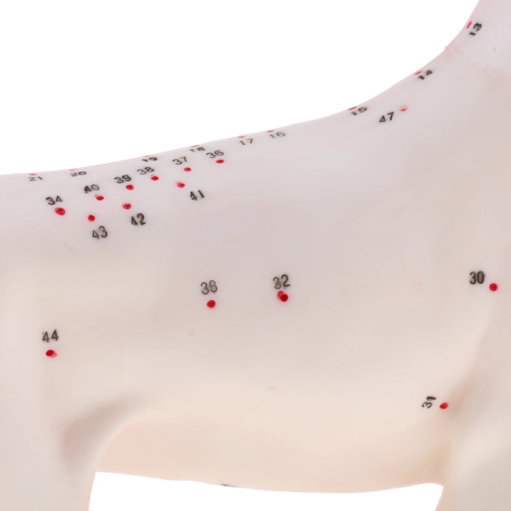 Dog Canine & Cat Feline Acupuncture Model Anatomical Medical Anatomy School Teaching Tool