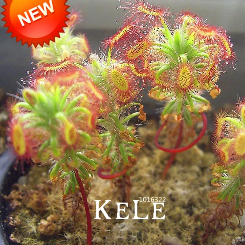 

Promotion!Super Multi Kinds of Sundew Plant flores Bonsai plantas Fresh Cordyceps Novelty Garden Plants 100 pcs/pack,#DPQLU5