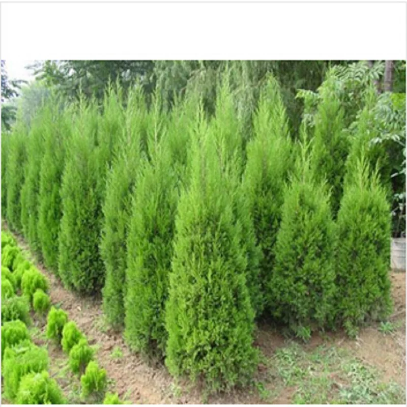 hot selling cypress trees seeds conifer bonsai seeds diy home garden 20pcsbagchina - Trees For Home Garden hot selling cypress trees seeds conifer bonsai seeds diy home garden 20pcsbagchina - Trees For Home Garden