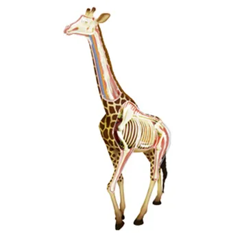 

4D MASTER Simulation Animal Giraffe Organ Dissection Plastic Action Figure Children Educational Assembled ToyX1596