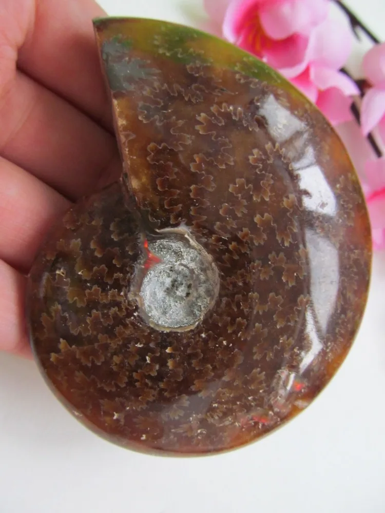 

AA++ L8 AMMONITE PRETTY NAUTILUS MADAGASCAR FOSSIL SPECIMEN HEALING156g