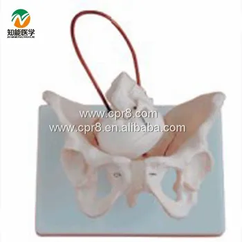

BIX-A1026 Female Pelvis Model With Fetal Skull Midwifery Bone Model