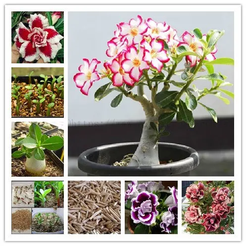 

5 Pcs 100% True Desert Rose seedsplants Exotic Adenium Obesum Flowers Bonsai plants Air Purification Home Garden Potted Flowers