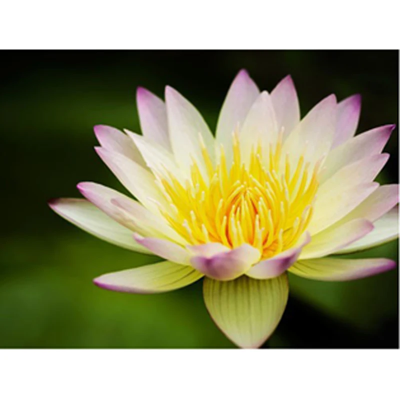 New Diy 5d Diamond Painting Cross Stitch Kits Lotus Flower Rhinestone