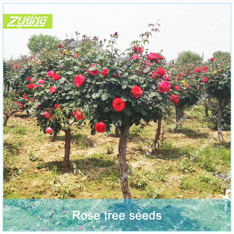 Zlking 100pcs Red Rose Flower Tree Of Perennial Home Garden Plant Bonsai Exotic Flowering Plants Natural Flowers Garden Buy At The Price Of 0 49 In Aliexpress Com Imall Com