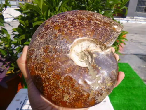 

1631g(3.5 lb) Jade Chrysanthemum Ammonite Shell Fossil Madagascar