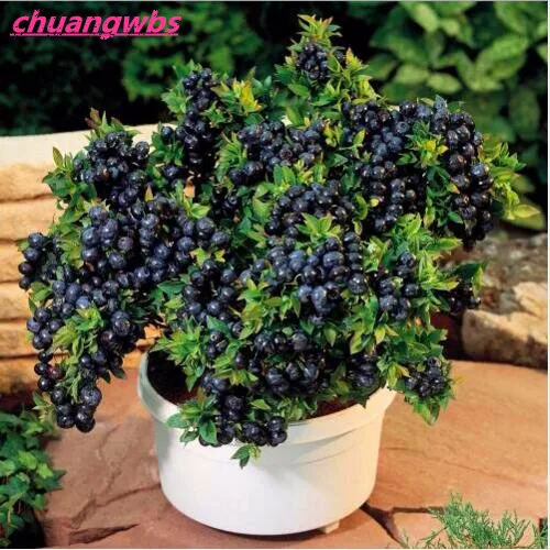 

200pcs/bag Blueberry Bonsai Edible Fruit Indoor Outdoor Available plant tree Bonsai Home Garden