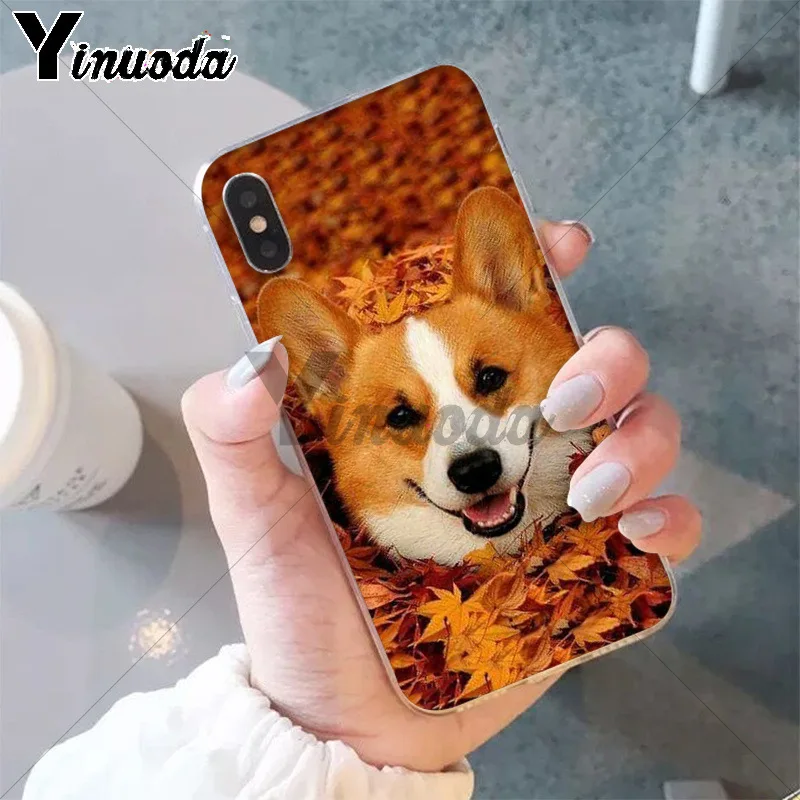 Best friend animal corgi