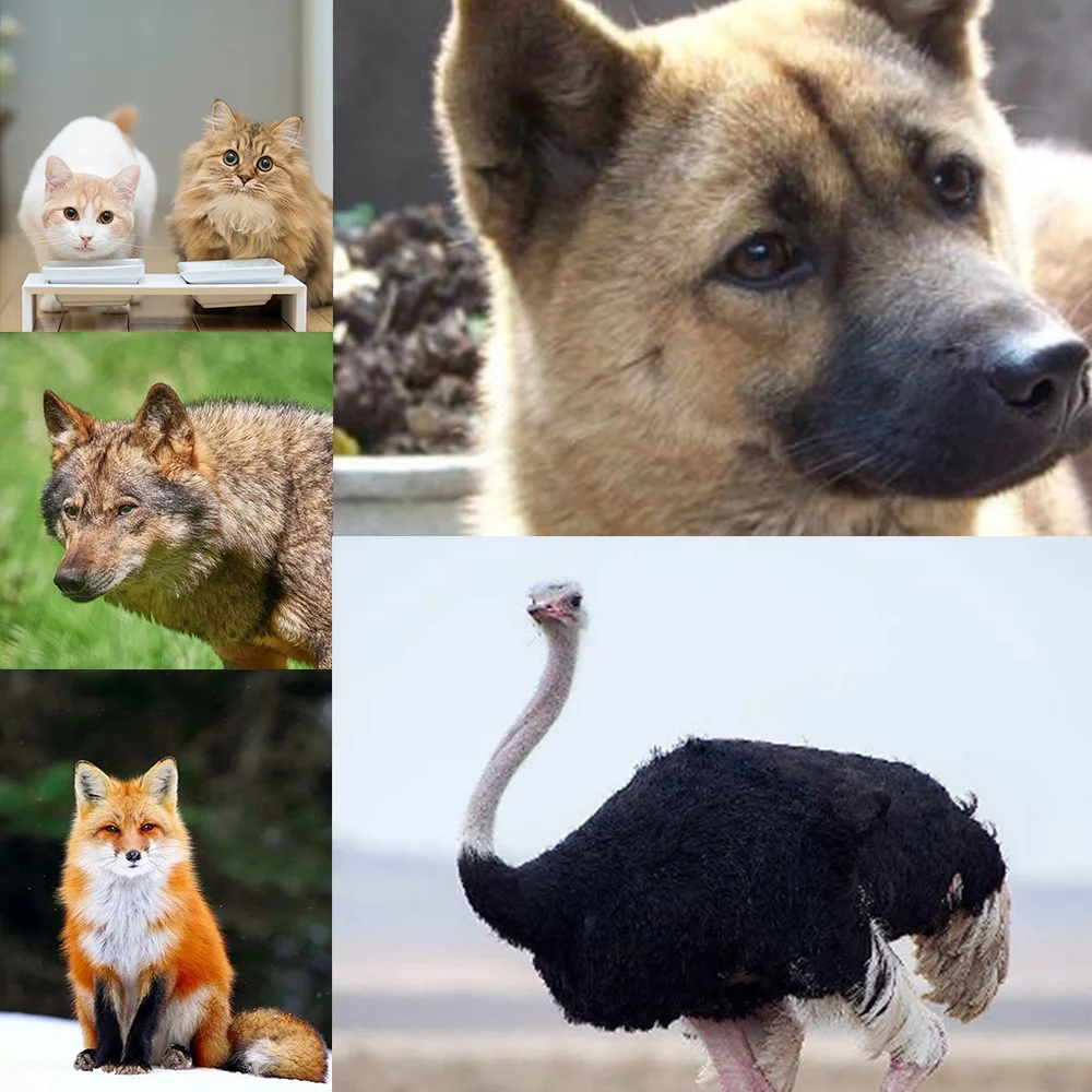  Resin Animal Skull Model Dog Cat Wolf Teaching Skeleton Model Fish Tank Aquarium Ornament Halloween - 33029706150