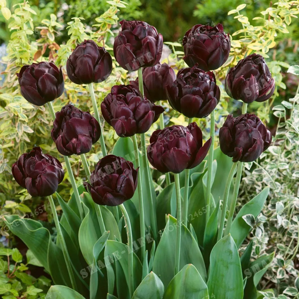 True Tulip Bulbs Tulip Flower Bonsai Flower Bulbs Symbolizes Love Tulipanes Flower Plant For Garden Plants -2 Bulbs