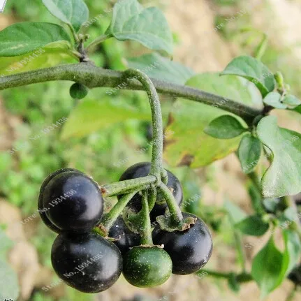 

100 pcs/lots Solanum Nigrum Seeds Garden Novel Plant Nightshade Seeds, Bonsai Organic Solanum Nigrum Vegetables and Fruit Seeds