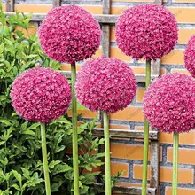 200 pcs Giant Allium Giganteum Bonsai Flower Plant Purple Allium Organic Gorgeous Flower for Garden Decoration variability in onion allium cepa l