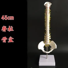 45cm Human spine mannequin 1:1 adult orthopedic exercise spine model / cervical vertebrae lumbar human skeleton model A263 2016 human lumbar disc herniation model demonstration model of lumbar vertebral spine model