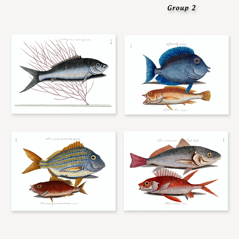 FISH 2 G2