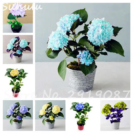 

20 Pcs Hydrangea Bonsai Rare China Hydrangea Mixed Hydrangea Perennial Beautiful Flower Natural Growth Beauty Your Garden