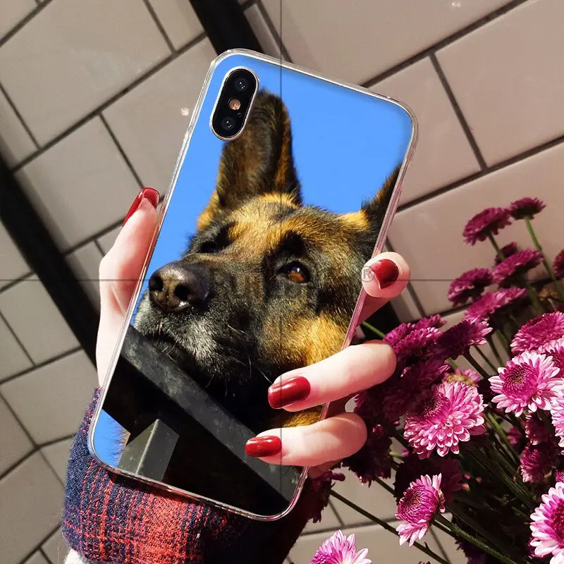 german shepherd dog