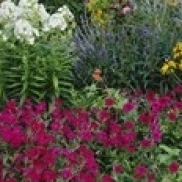 Close-up of flowers in a garden Poster Print (36 x 12)