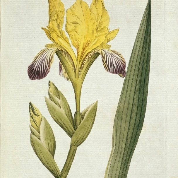 Iris Variegata  Variegated Iris Poster Print By Mary Evans Natural History Museum (24 X 36)