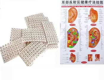 

The ear reflective zones health therapy chart & 600pcs Auricular Vaccaria ear press seed Acupuncture needle seeds free