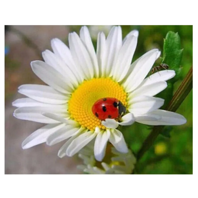 

% 5D Diamond Embroidery Flower White Daisy ladybug 3D Square Rhinestones Wall Decor Diy Diamond Painting Spring Gifts home decor