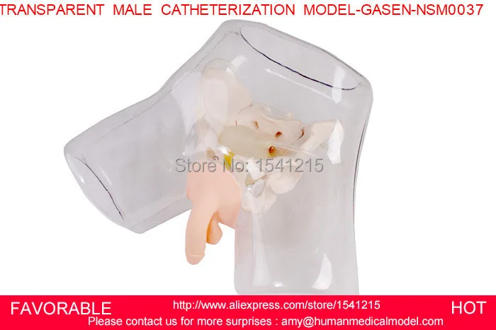 

MALE URETHRAL CATHETERIZATION SIMULATOR, URINARY CATHETERIZATION MODEL,TRANSPARENT MALE CATHETERIZATION MODEL-GASEN-NSM0037