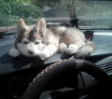 Simulation Pet Large Husky Plush Toy 1 Piece Free Shipping