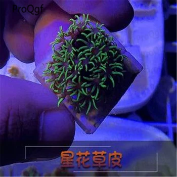 

1Pcs A Set natural coral hot one