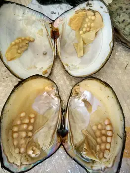 

Monster Pearls Natural Freshwater Big Monster Oysters Bulk 5pcs Vacuum Packed Natural Beads Big Wish Pearl Oyster Shell BM006