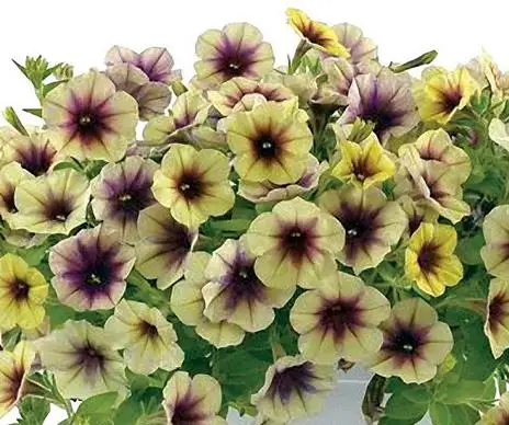 

2018 Limited Sementes Rare Casctus Mystery Petunia Plants Flower bonsai, Professional Pack, 100pcs / Bonsai Beautiful E3152