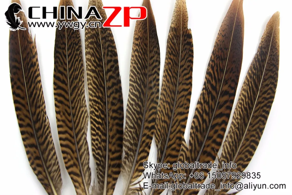 20-25cm Golden Pheasant Tail Feathers (3)