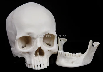 

1:1 Skeleton Human Skull Model Mask White Simulation Medical Scary Realistic Masks Still Life Painting Halloween High Quality