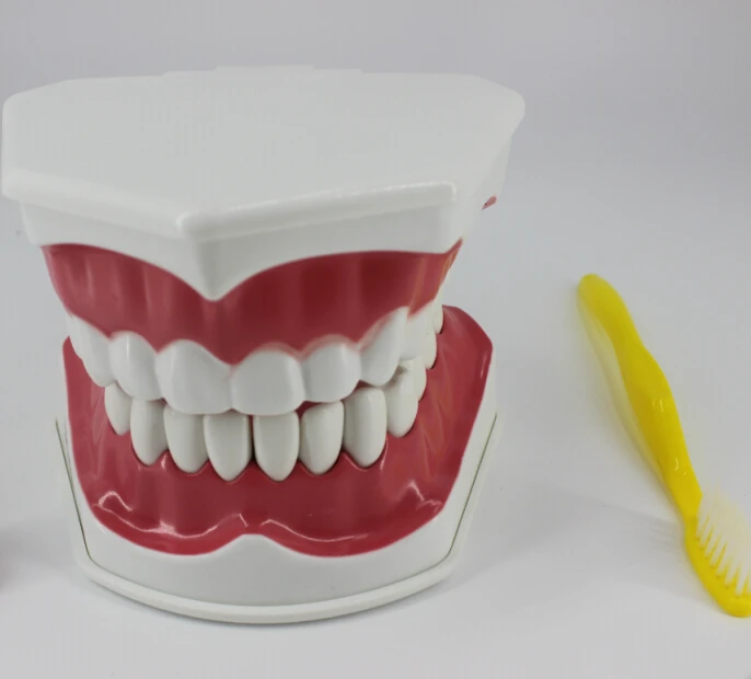 Buy Dental materials and supplies dental teaching