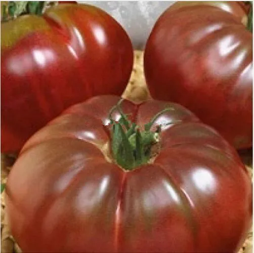 100 семена-редкие свежий "черный Принц" семена томатов-100% органических и без ГМО семена фрукты овощи * бесплатная доставка