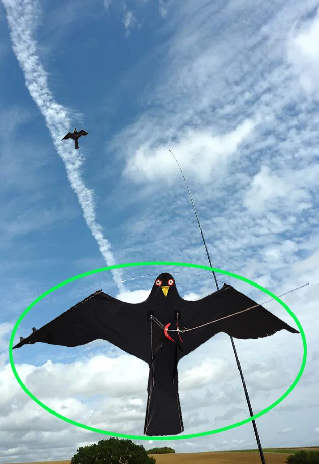 Hawk Kite great as a Bird Scarer Scarecrow Performing Bird Control for Home and Garden-Black(Pole not include) Hawk Kite great as a Bird Scarer Scarecrow Performing Bird Control for Home and Garden-Black(Pole not include)