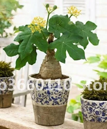

plantas naturales bonsai tree Jatropha Carcas Tree Semente 10pcs Plant Purging Nut Tree For Ma Feng Shu