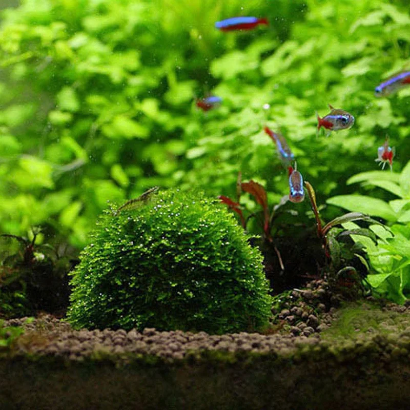 Пластиковые аквариумные украшения живые растения аквариум медиа мох шар фильтр для аквариума водные животные минеральные шары украшения