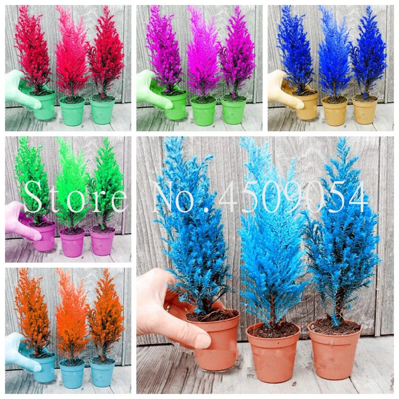 

50 pcs Cypress Trees plants Rare Platycladus Orientalis Oriental Arborvitae plants Conifer plants DIY Home Garden Plants Bonsai
