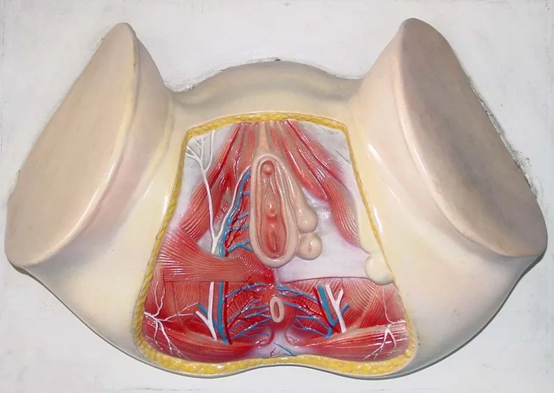Женская модель промежности, модель для половой системы, анус, модель женского таза