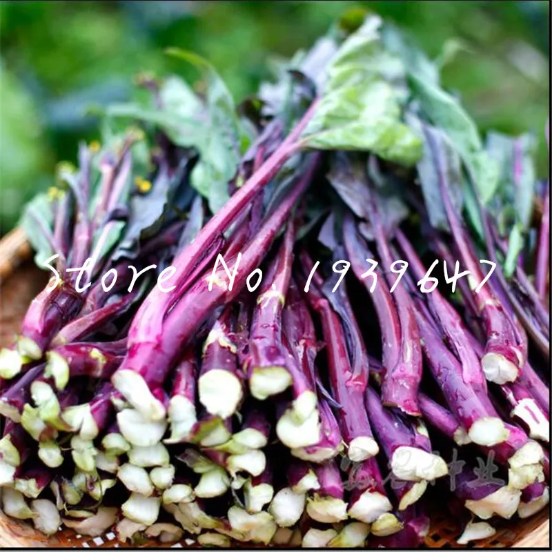 

100 pcs/bag Hot Sale Bonsai Kale flores mixed color vegetable plantas Winter Flowers Little Garden bonsai plant, easy to grow